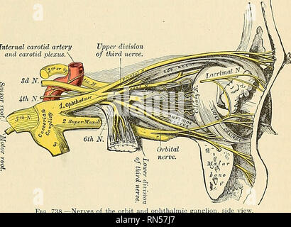 . Anatomy, descriptive and applied. Anatomy. THE FIFTH, TRIGEMINAL, OB TRIFACIAL NERVE 981 to the inner wall of the orbit. Here it passes through the anterior ethmoidal foramen, and, entering the cavity of the cranium, traverses a shallow groove on the front of the cribriform plate of the ethmoid bone, and passes down, through the slit by the side of the crista galli, into the nose (Fig. 740), where it divides into two branches, an internal and an external branch. The internal branch (rami nasales mediales) supplies the mucous membrane near the fore part of the septum of the nose. The external Stock Photo