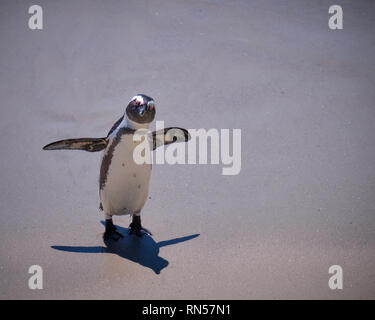 Solitary african penguin looking at camera on a deserted beach with short shadow. Penguin is front facing with wings spread out. Stock Photo