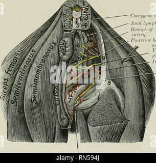 . The anatomy of the domestic animals. Veterinary anatomy. THE INTERNAL ILIAC ARTERY 669 and obliquus internus abdominis, gives branches to these muscles, and ends in the obliquus externus, the cutaneus, and the skin of the flank. THE INTERNAL ILIAC ARTERY The internal iliac or hypogastric arteries (Aa. hypogastricse) result from the bifurcation of the aorta under the fifth or sixth lumbar vertebra. They diverge at an angle of about 60 degrees, and each passes backward under the wing of the sacrum, then inclines downward on the pelvic surface of the shaft of the ilium, along the ventral border Stock Photo