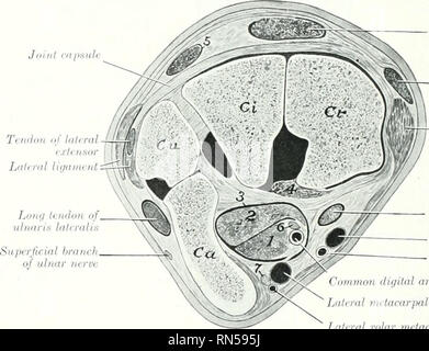 . The anatomy of the domestic animals. Veterinary anatomy. Aeeesxorio-radial lig. Accessnrid-ulniir lig. Lateral lig. Check ligameid Accessorio-melucarpat liy. Deep t'lihir arch Siixpcnsarij liganienl Lateral natacarpid bone Fic. 3(&gt;!1.—Deep Dissection or Right Cakpus of Horse; Postehior n.w. 1, Radial i.-arpal bone; 2, accessory carpal bone; 3, second carpal bone. (After Schmaltz. Atlas d. Anat. d. Pferdea.). Fig. 570.—Cr a. Cu. Ca. 3 (on vola extensor; radial, r carpal intermediate, ulnar, and ligament) il volar nc Trndon of extensor carpi radialis Ti lalon af extensor ?arpi obliquus Mid Stock Photo