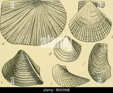 . The ancient life-history of the earth; a comprehensive outline of the principles and leading facts of palæontological science. Paleontology. THE TRIASSIC PERIOD. 211 become apparently extinct. The same is true of many of the ancient types of Brachiopods, and conspicuously so of the great family of the Prodiictidce, which played such an important part in the seas of the Carboniferous and Permian periods. Bivalves iyLamellibranchiatd) and Univalves {Gasteropoda) are well represented in the marine beds of the Trias, and some of the former are particularly characteristic either of the formation  Stock Photo