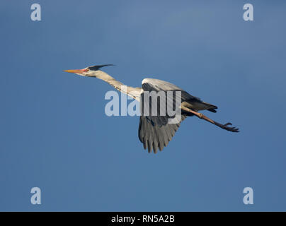 Grey heron in flight, Ardea cinerea, Stanley Park, Blackpool, Uk Stock Photo