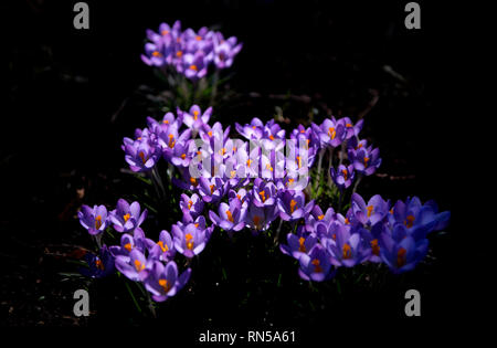 Crocus growing on The Backs in Cambridge England UK. 14 Feb 2019 Crocus is a genus of flowering plants in the iris family comprising 90 species of per Stock Photo