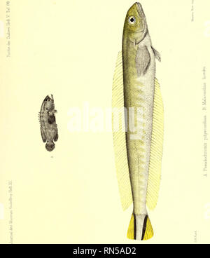 . Andrew Garrett's Fische der Südsee. Fishes; Fishes; Natural history. . Please note that these images are extracted from scanned page images that may have been digitally enhanced for readability - coloration and appearance of these illustrations may not perfectly resemble the original work.. Garrett, Andrew; Günther, Albert C. L. G. (Albert Carl Ludwig Gotthilf), 1830-1914; Ford, G. H. (George Henry), 1809-1876, ill; Library of Congress, former owner. DSI. Hamburg : L. Friederichsen &amp; Co. Stock Photo