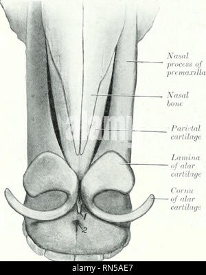 The Bone Chilling Secret Of Horse Anatomy - 4e3fqv4