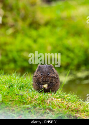 Water Vole Eating Stock Photo