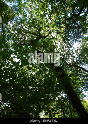Looking up at the tree canopy, UK Stock Photo