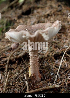 Amanita rubescens, blusher mushroom, Fungi, UK