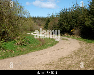Dirt road through woodland, UK Stock Photo