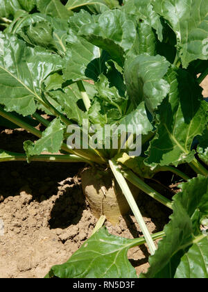 Sugar Beet, UK Stock Photo