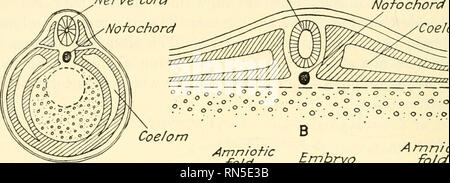 Animal biology. Zoology; Biology. Extra-embryonic coelom Amniotic ...