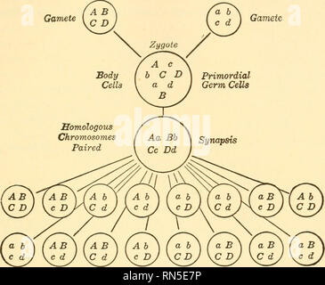 . Animal biology. Biology; Zoology; Physiology. INHERITANCE 303 Furthermore, in considering dihybrids we found, for instance, that genes for yellow and round, and green and wrinkled seeds were inherited in a fashion which indicated that yellow and round are segregated independently of each other — there is an inde- pendent assortment because all possible combinations with green and wrinkled occur. This clearly is fully accounted for, provided the gene for color and the gene for form are not in the same pair of Gamete Gamete. Fig. 189. — Diagram to show the union of haploid groups of either the Stock Photo