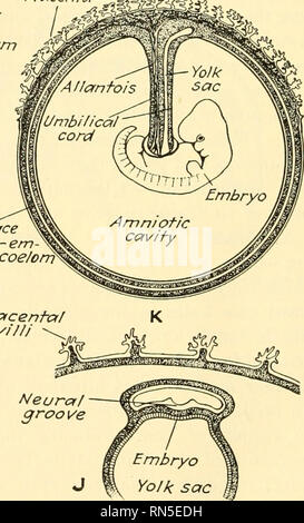 . Animal biology. Zoology; Biology. Extra-embryonic coelom Amniotic ...