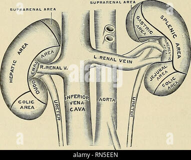 . Anatomy, descriptive and applied. Anatomy. THE KIDNEYS 1345 somewhat ...