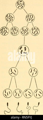 . Animal biology. Biology; Zoology; Physiology. THE CONTINUITY OF LIFE Primordial germ cells B 245 Sperm Spermatogonia and oogonia Primary spermatocyte and primary oocyte D Secondary spermatocytes and secondary oocytes E Spermatids and egg and polocytes F Fertilization. Please note that these images are extracted from scanned page images that may have been digitally enhanced for readability - coloration and appearance of these illustrations may not perfectly resemble the original work.. Woodruff, Lorande Loss, 1879-1947. New York The Macmillan company Stock Photo