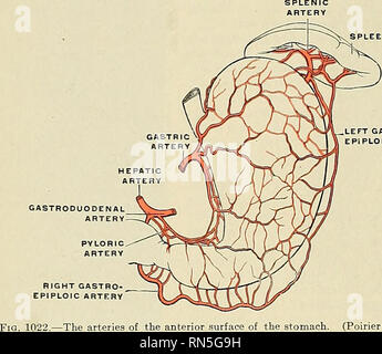 . Anatomy, descriptive and applied. Anatomy. Lesser omentum Pancreas ...