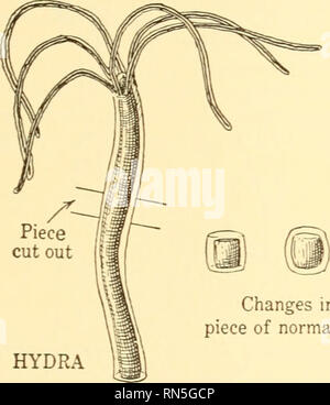 . Animal biology. Biology; Zoology; Physiology. THE CONTINUITY OF LIFE 235 plants, and soon after Hydra was discovered experiments were made to determine whether the organism was a plant or an animal. Specimens were cut into several pieces and it was found that each piece developed into a complete Hydra. This result, from the ideas of the time, should have led to the conclusion that Hydra is a plant, but additional characteristics were observed which outweighed all other considerations. Accordingly Hydra was recognized as an ani- mal with the power of replacing lost parts. (Fig. 158.) Since th Stock Photo