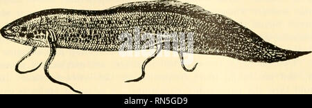 . Animal biology. Zoology; Biology. CLASS PISCES 347 373. Body Form.—The form of a primitive or typical fish is that of a spindle, broadest in front of the middle. This is also the shape of a submarine torpedo and is that shape which enables a body to cleave. Fig. 236.—African lungfish, Protopterus annectens Owen. X ]^. {From Packard^ &quot;Zoology,&quot; after Boas, by the courtesy of Henry Holt &amp; Company.) the water with the least amount of retardation from resistance in front, friction laterally, or suction behind. The fins, being thin in the plane of movement, offer little interference Stock Photo