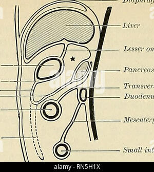 . Anatomy, descriptive and applied. Anatomy. Lesser omentum Pancreas ...