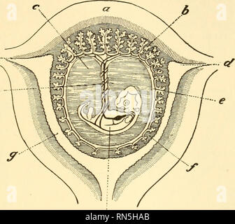 . Animal biology. Biology; Zoology; Physiology. REPRODUCTION 193 luteum which secretes several hormones that prepare the uterus, both structurally and physiologically, for the reception of the egg and the attachment of the embryo. Moreover, certain hormones secreted by the ovary during pregnancy directly influence the pituitary gland which in turn induces the development and func- «/  . Fig. 134A. — Diagrammatic section of the human uterus with developing embryo. The embryo (/&lt;) is suspended in a fluid-filled cavity (c) surrounded by embryonic membranes (e) and by tissue (/) from the uterus Stock Photo