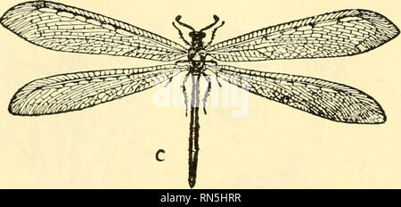 Nefeluron Insect . Animal biology. Zoology; Biology. 188 METAZOAN PHYLA Lophophore Ay/cc ...