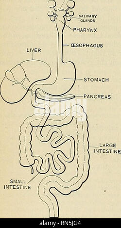 Anatomy descriptive and applied. Anatomy. 1200 THE ORGANS OF