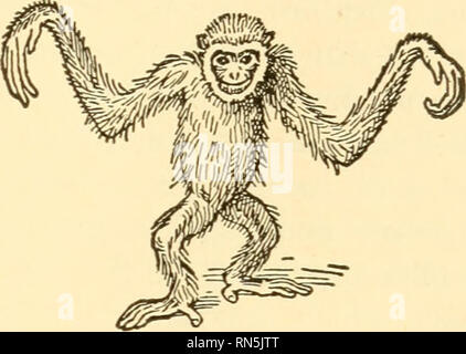 . Animal biology. Biology; Zoology; Physiology. C D Fig. 93. — Primates. A, Dwarf Lemur, Microcebus smilhii; B, Spider Monkey, Ateles ater; C, Baboon, Papio leucophoeus; D, Gibbon, Hylobates lar. (From Newman, after Beddard and Lydekker.) of descent with change, or evolution. The appreciation of this unity in diversity will contribute toward the proper perspective for a more detailed consideration of the Vertebrate body and a pres- entation of certain general biological principles.. Please note that these images are extracted from scanned page images that may have been digitally enhanced for r Stock Photo