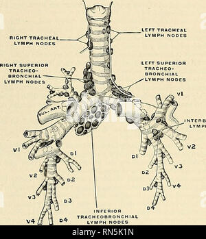 . Anatomy, descriptive and applied. Anatomy. THE TRACHEA AND BRONCHI ...