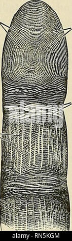 . Anatomy, descriptive and applied. Anatomy. THE APPENDAGES OF THE EYE ...