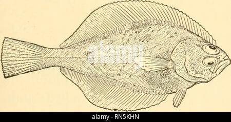 . Animal biology. Biology; Zoology; Physiology. Fig. 73. — A Flat-fish.. Please note that these images are extracted from scanned page images that may have been digitally enhanced for readability - coloration and appearance of these illustrations may not perfectly resemble the original work.. Woodruff, Lorande Loss, 1879-1947. New York The Macmillan company Stock Photo