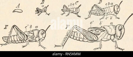 Animal biology; Human biology. Parts II &amp; III of First course ...