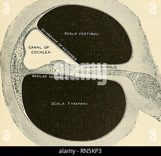 Uticulus . Anatomy, descriptive and applied. Anatomy. THE INTERNAL EAR, OR LAB ...