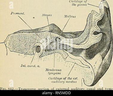 . Anatomy, descriptive and applied. Anatomy. THE CERVICAL PLEXUS 1025 ...