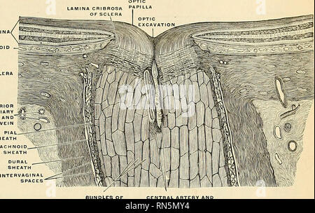 . Anatomy, descriptive and applied. Anatomy. THE RETINA, OB TUNICA INTERNA 1101 an eminence, the optic papilla (colliculiis nervi optici); the central portion is depressed and is called the optic cup (excavatio papillae nervi optici). The arteria centralis retinae pierces its centre. This is the only part of the surface of the retina from which the power of vision is absent, and is termed the blind spot. CHOROID POSTERIOR HORT CILIARY ARTERY AND VEIN. Fig. 819.—The terminal portion of the optic nerve and its entrance into the eyeball, : (Toldt.) , Structure.—The retina is an exceedingly compl Stock Photo