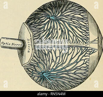 . Anatomy, descriptive and applied. Anatomy. INNER SURFACE' OF SCLERA terior surface) Fig. 811.—The middle or vascular coat of the eye- ball exposed from without. Left eye, seen obliquely from above and before. (Toldt.) 814 and 829), the more numerous, arise at the point of Junction of the cornea and sclera, and partly also from the ligamentum pectinatum iridis, and, passing backward, are attached to the choroid opposite to the ciliary processes. One bundle, according to Waldeyer, is continued backward to be inserted into the sclera. The circular fibres (fibrae circulares [Mulleri]) (Figs. 814 Stock Photo