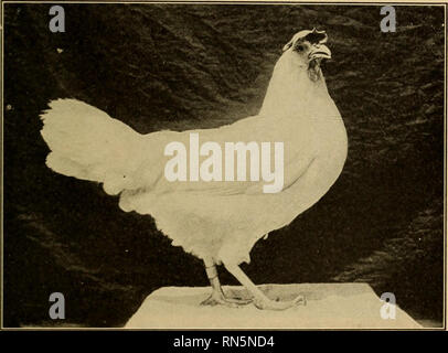 . Animal husbandry. Livestock. DUAL PURPOSE BREEDS 315 The American, English, and French Classes. — The members of this group are active but not nervous; are fair to good foragers; feathered more loosely than the breeds of Group I; good to excellent sitters and mothers ; are not so precocious as Group I, seldom reaching maturity before six to seven months. As a group they are average to. Fig. 109. — A White Leghorn. good layers of fair-sized brown-shelled eggs, though some individuals of highly specialized strains have made wonder- ful egg records. The members of this group originated in eithe Stock Photo