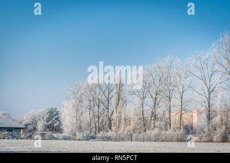 row of trees in winter freezing day with blue sky, landscape photography Stock Photo