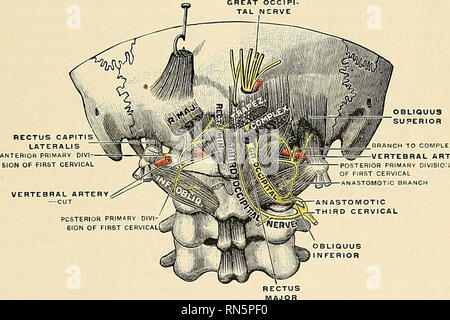 . Anatomy, descriptive and applied. Anatomy. THE SPINAL COBD AND BRAIN ...