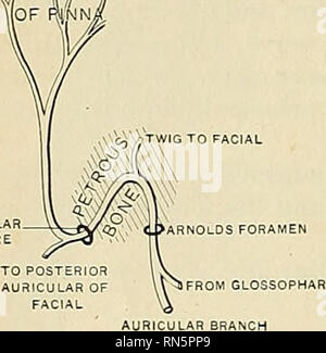 . Anatomy, descriptive and applied. Anatomy. 1006 THE NERVE SYSTEM into tw'o branches, one of which communicates with the posterior auricular nerve, while the other suppHes the integument at the back part of the pinna and the posterior part of the external auditory meatus. The Pharyngeal Branch (ramus pharyiigeus), the principal motor nerve of the pharynx, arises from the upper part of the ganglion of the trunk of the vagus. It consists principally of filaments from the vagal accessory portion of the spinal accessory nerve; it passes across the internal carotid artery to the upper border of th Stock Photo