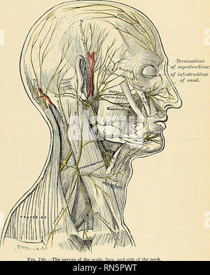 . Anatomy, Descriptive And Applied. Anatomy. Thi: Pleurje 1183 And 