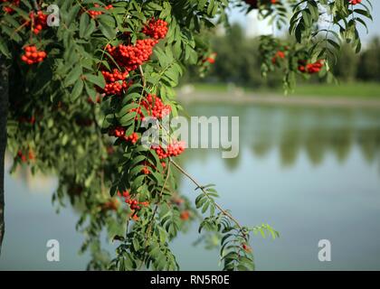 ashberry with leafs on sky background Stock Photo