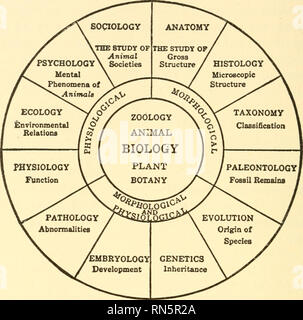 . Animal biology. Biology; Zoology; Physiology. 4 ANIMAL BIOLOGY characteristics of protoplasm. So much for the study of the adult individual animal or plant — but this is not all. The origin and development of the individual, genetics and embryology; and the origin and development of species, organic evolution, are other wide fields which must be approached from both the struc-. Fig. 1. — The chief divisions of Biology. tural and functional aspect if any real advance is to be made to- ward a comprehensive appreciation of life. (Fig. 1.) * Thus, just as the various physical sciences have expan Stock Photo