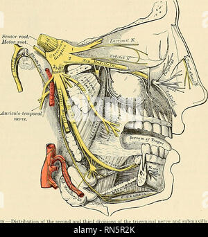 . Anatomy, descriptive and applied. Anatomy. THE FIFTH, TRIGEMINAL, OB TRIFACIAL NERVE 983 The Meningeal or Dural Branch (n. meiiiiigeiis medius) is given off from the supe- rior maxillary nerve directly after its origin from the Gasserian ganglion; it accom- panies the middle meningeal artery and supplies the dura of the middle fossa of the base of the skull. The Orbital or Temporomalar Branch {n. zygomaticus) (Figs. 738 and 739) arises in the sphenomaxillary fossa, enters the orbit by the sphenomaxillary fissure, and divides at the back of that cavity into two branches, temporal and malar. T Stock Photo