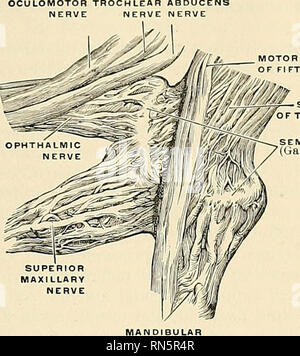 . Anatomy, descriptive and applied. Anatomy. THE FIFTH, TRIGEMINAL, OB TRIFACIAL NERVE 979 apex of the petrous portion of the temporal bone. The ganglion is of somewhat crescentic form, with its convexity turned forward. Its upper surface is intimately adherent to the dura. Besides the small or motor root, the large superficial petrosal nerve lies underneath the ganglion.. MOTOR PORTION Fig. 736.—The right semilunar or G; NERVE on, viewed from the medial aide. (Enlarged.) (Spalteholz.) Branches of Communication.—This ganglion receives on its inner side filaments from the carotid plexus of the  Stock Photo