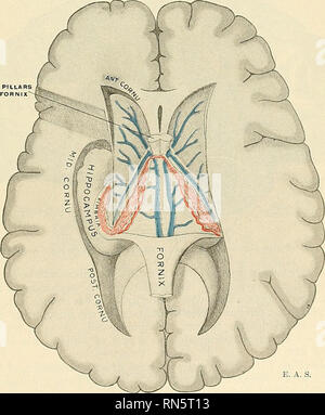 fornix thalamus