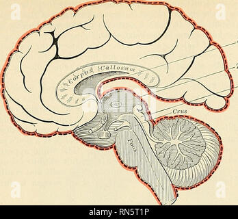 fornix thalamus