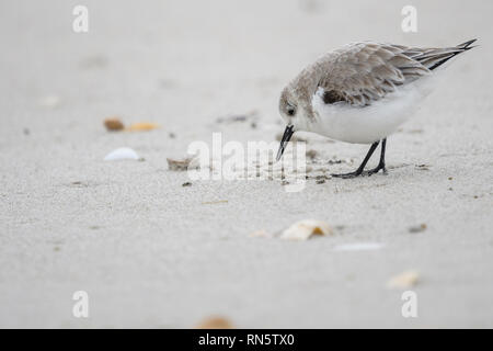 A sanderling on a beach in Florida , USA Stock Photo