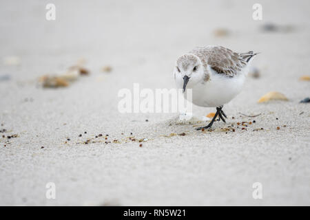 A sanderling on a beach in Florida , USA Stock Photo