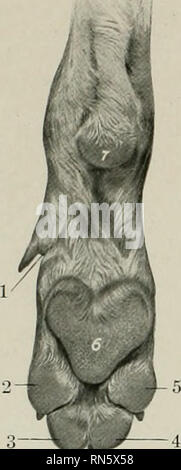 . The anatomy of the domestic animals. Veterinary anatomy. BONES OF THE