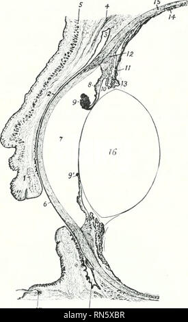 . The anatomy of the domestic animals. Veterinary anatomy. 858 THE SENSE ORGANS AND SKIN OF THE HORSE temporal (AnguUis oculi inedialis, lateralis). The lateral angle is rounded when the vyv is open, Init the medial angle is narrowed and produeed to form a 3-shaped l)ay or recess, termed the lacrimal lake (Laeus laerimaHs). In this there is a roumled pigmented prominence knowTi as the lacrimal carimcle (Caruncula lacrimalis); it is about the size of a small pea, and is covered with modified skin, connected with that of the medial commissure, from which project a munber of hairs iirovided with  Stock Photo